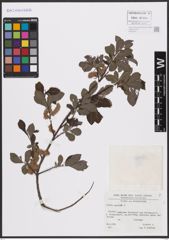 Foto von Salix aurita L.